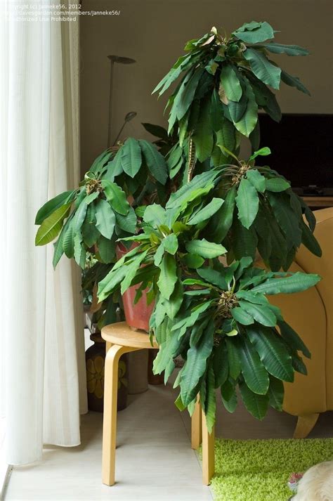 madagascar jewel plant indoors.